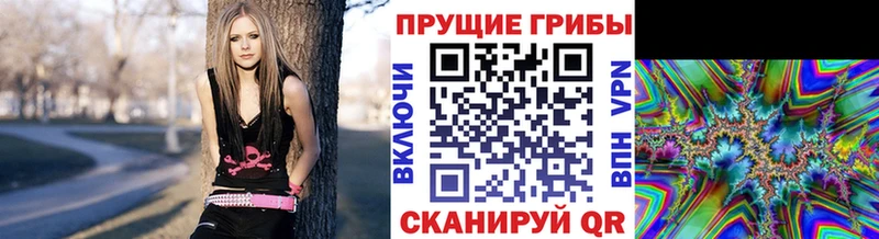 закладка  Кизел  Галлюциногенные грибы Psilocybine cubensis 